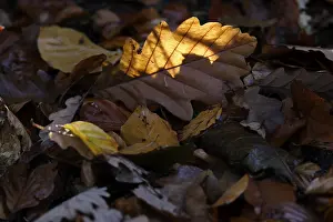 Fall Season Images Stampe: Oak leaf, backlight