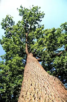 Tree Trunk Stampe: Oak tree