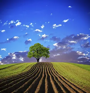 Oak Trees In Agriculture Stampe: Oak tree