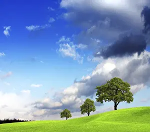Fagales Family Tree Stampe: Oak tree