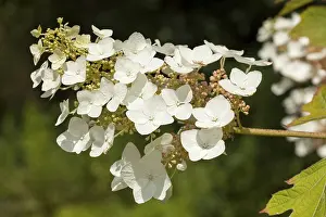 Oakleaf Hydrangea Stampe: Oakleaf Hydrangea (Hydrangea quercifolia)