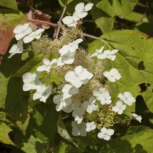 Oakleaf Hydrangea Stampe: Oakleaf Hydrangea (Hydrangea quercifolia)