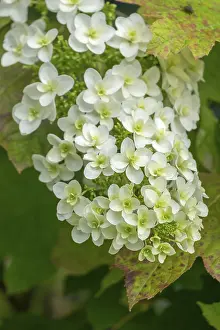 Hydrangea Quercifolia Stampe: Oakleaf hydrangea (Hydrangea quercifolia)