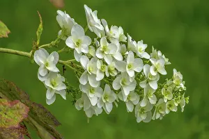 German Botany Flowers Stampe: Oakleaf hydrangea (Hydrangea quercifolia)