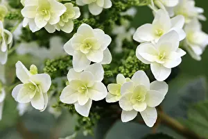 Hydrangeaceae Family Stampe: Oakleaf hydrangea (Hydrangea quercifolia)