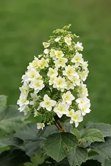 Germany Plant Life Stampe: Oakleaf hydrangea (Hydrangea quercifolia)