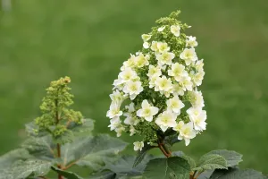 Hydrangea Quercifolia Stampe: Oakleaf hydrangea (Hydrangea quercifolia)