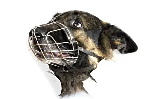 White Studio Background Animal Stampe: Object on white - muzzle dog close up
