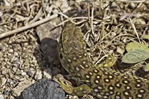 Timon Lepidus Stampe: Ocellated Lizard (Timon lepidus)