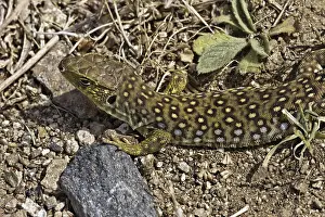 Provence Wildlife Stampe: Ocellated Lizard (Timon lepidus)