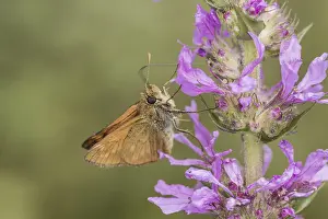 Lepidopteran Fauna Stampe: Ochlodes sylvanus (Ochlodes venatus)