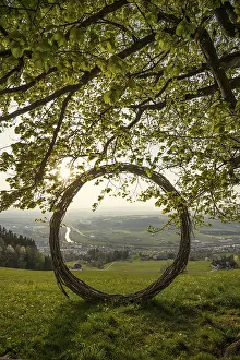Deciduous Tree Scenery Stampe: Old lime tree and circle of branches