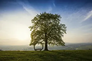 Atmospheric Light Europe Stampe: Old lime tree and circle of branches