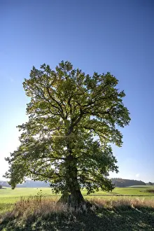 Deciduous Tree Silhouette Stampe: Old oak tree, (Quercus in backlight)