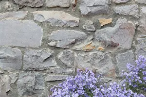 British Architecture Design Stampe: Old stone wall with flowers background texture