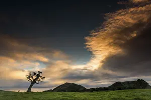 Deserted Island Scenery Stampe: Old tree with dramatic thundercloud