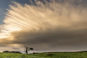 Atmospheric Tree Photography Stampe: Old tree with dramatic thundercloud