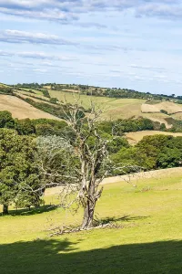England Countryside Stampe: Old Tree on Farms and Fields, Devon