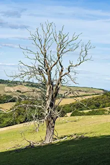 Devon Landscape Stampe: Old Tree on Farms and Fields, Devon