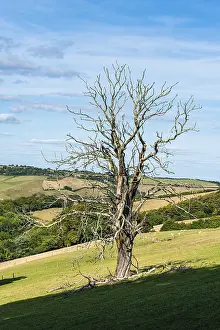 Devon Landscape Stampe: Old Tree on Farms and Fields, Devon