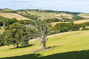 Devon Landscape Stampe: Old Tree on Farms and Fields, Devon