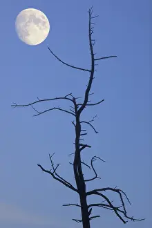 Evening Atmosphere In Central Europe Stampe: Old tree with the moon, composing