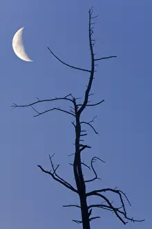 Desolate European Landscape Stampe: Old tree with the moon, composing