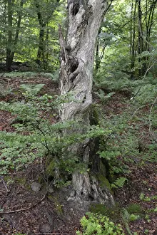 Spring Forest Scenery Stampe: Old tree, tree, forest, old, spring