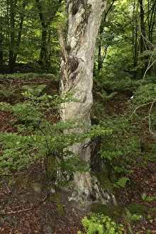 Old Tree Trunk Stampe: Old tree, tree, forest, old, spring