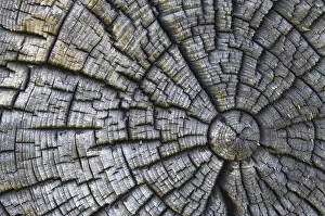Old Tree Trunk Stampe: Old tree trunk