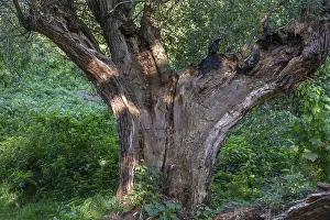 Old Willow Tree Stampe: Old willow tree (Salix) split by lightning