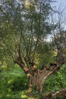 Gloomy German Landscape Stampe: Old willow tree (Salix) split by lightning