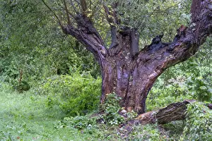 Lightning Strike Germany Stampe: Old willow tree (Salix) split by lightning