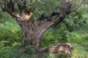 Old Willow Tree Stampe: Old willow tree (Salix) split by lightning