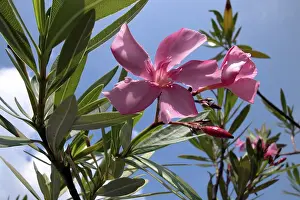 Ornamental Plant Photos Stampe: Oleander