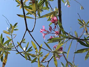Summer Flowers Stampe: Oleander