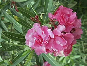 Pink Rose Blossom Stampe: Oleander