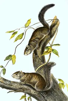 Color Lithograph Reproduction Stampe: Ollie squirrel (Sciurus colliaei)