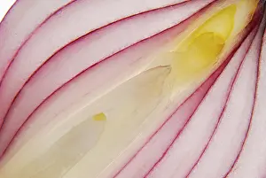 Red Onion Close Up Stampe: Onion