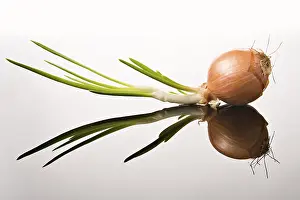 Vegetable Nutrition Stampe: Onion