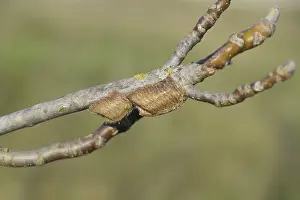 Tree Branch Habitat Stampe: Ootheca mantis on the branches of a tree