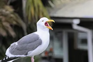 California Wildlife Stampe: Open-billed seagull against blurred background