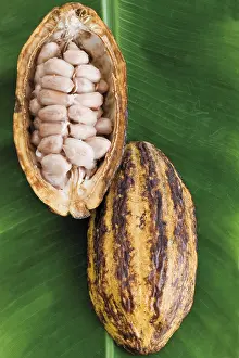 Studio Shot Still Life Stampe: Opened Cocoa fruit