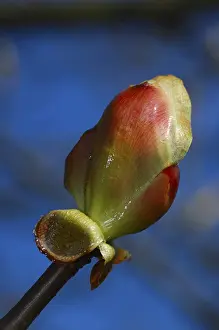 Botanical Macro Shots Stampe: Opening leaf bud of a chestnut tree