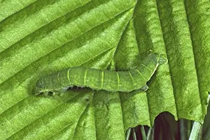Butterfly Larva Stages Stampe: Oporinia dilutata, spanner caterpillar