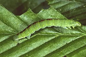 Camouflage Hints In Nature Stampe: Oporinia dilutata, spanner caterpillar