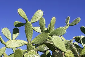 Succulent Plant Stampe: Opunzia