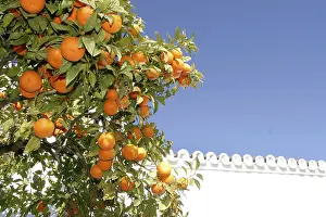 Freshly Picked Oranges Stampe: Orange tree with fruit