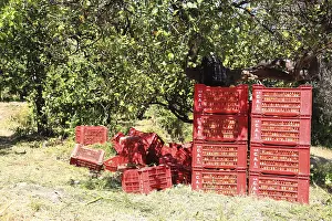 Agricultural Crops Italy Stampe: Orange trees and boxes of oranges