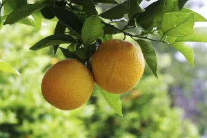 Citrus Fruit Plant Stampe: Oranges on a orange tree
